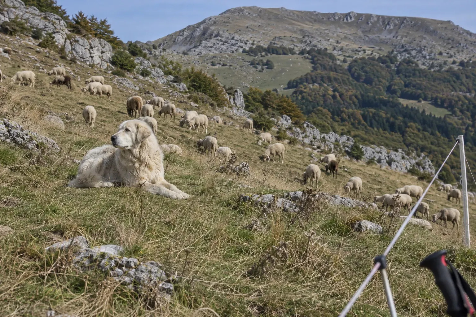 Illustration du guide Salon Pyrénéo : pourquoi les éleveurs laissent les troupeaux brouter en montagne, et ce que les enfants y découvrent